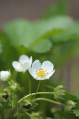 イチゴの花