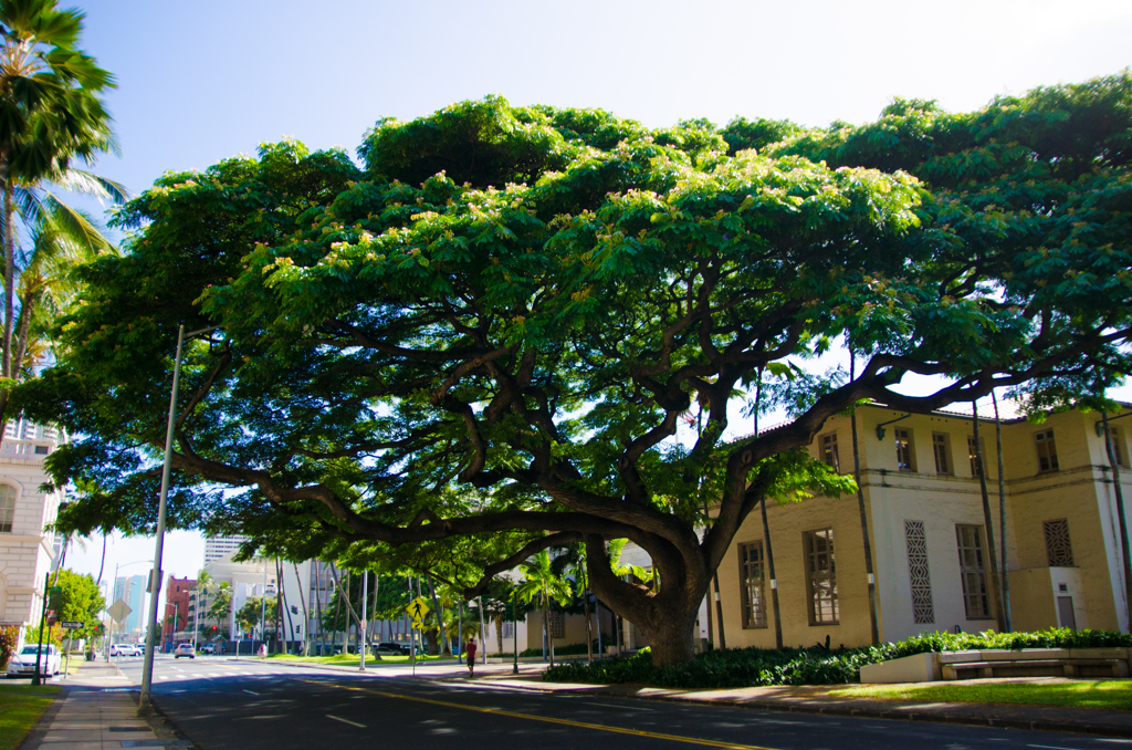 Big Tree