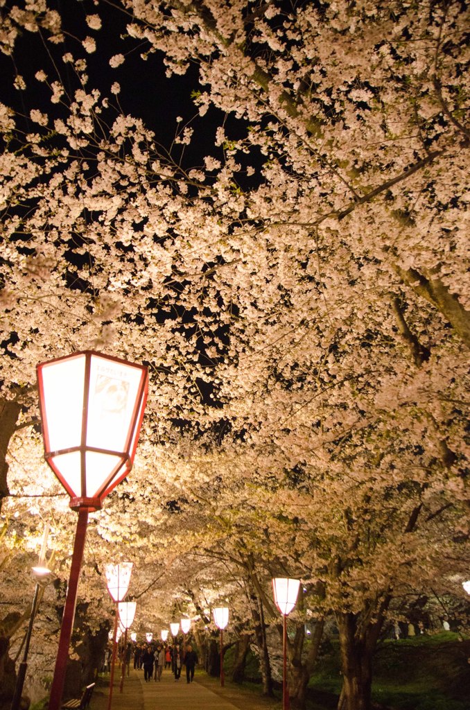 弘前城の桜