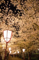 弘前城の桜