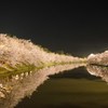 弘前城の桜