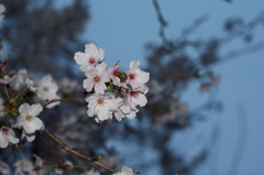 ヨルノサクラⅡ