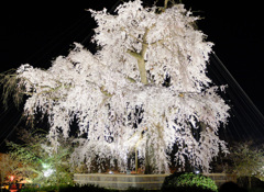 丸山公園祇園枝垂桜