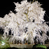 丸山公園祇園枝垂桜