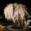 高台寺枝垂桜