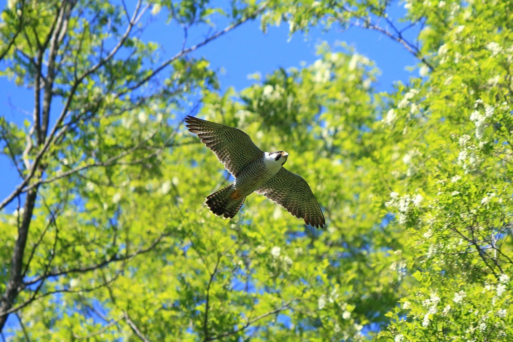 初夏の風に乗って…