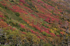 銀泉台の紅葉2