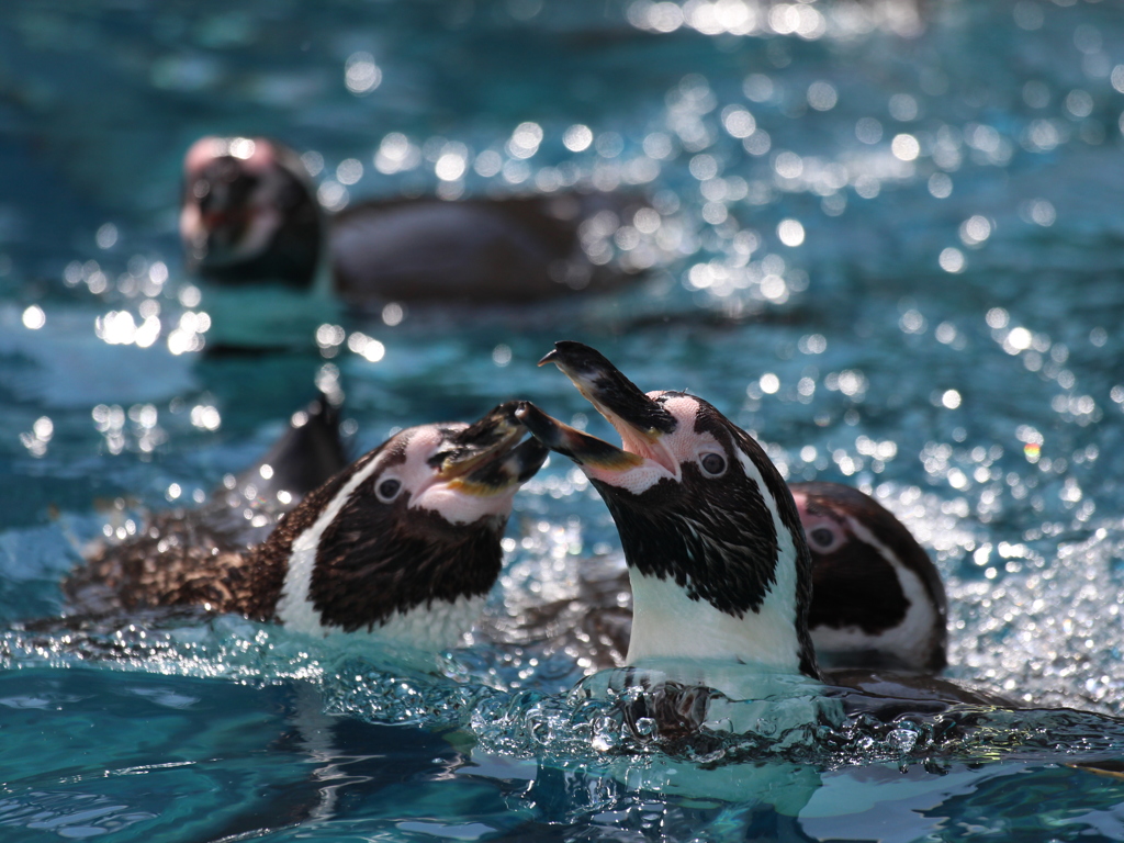 フンボルトペンギン