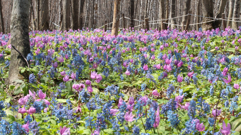 カタクリとエゾエンゴサク