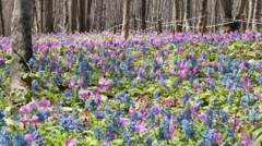 カタクリとエゾエンゴサク