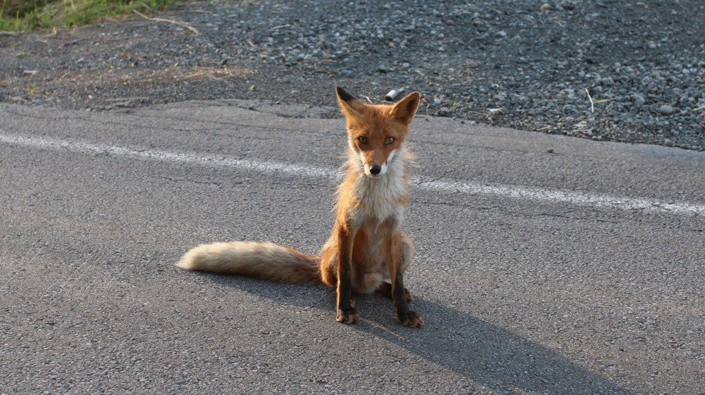 キタキツネ