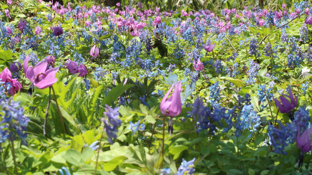 カタクリとエゾエンゴサク