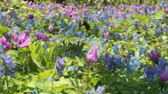 カタクリとエゾエンゴサク