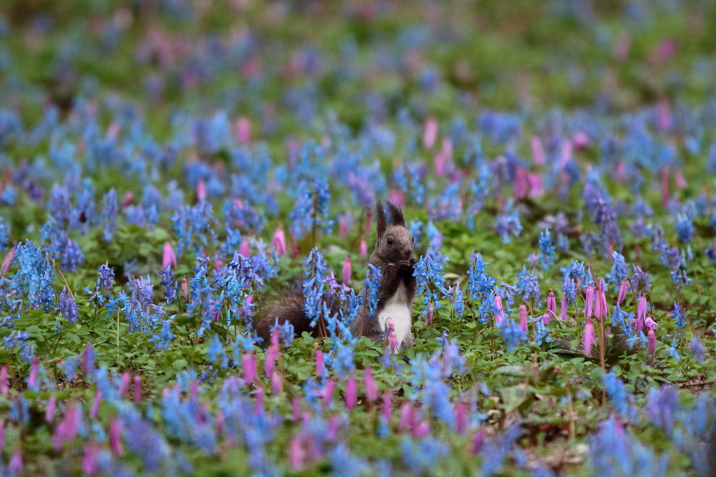 お花畑でかくれんぼ