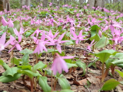 カタクリの花畑