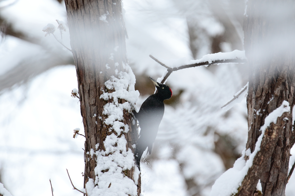 雪の中、現る!