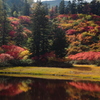 滝見沼紅葉