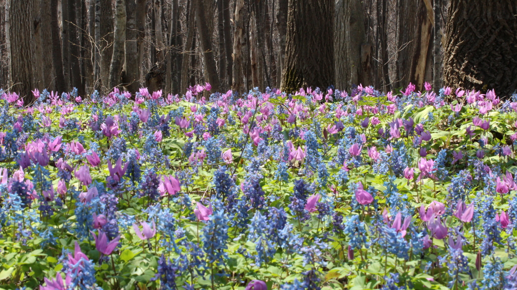 カタクリとエゾエンゴサク