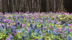 カタクリとエゾエンゴサク