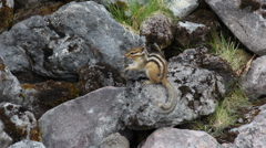 エゾシマリス