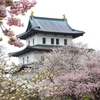 城と桜