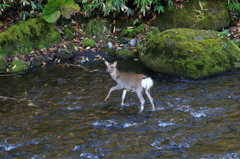 渓流渡り