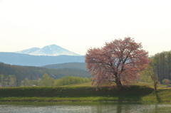 一本桜　～旭岳を背に～