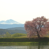 一本桜　～旭岳を背に～