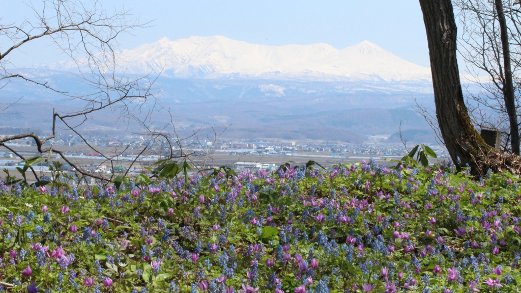 大雪山とカタクリ