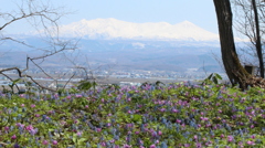 大雪山とカタクリ