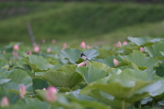 重たいんですが・・・