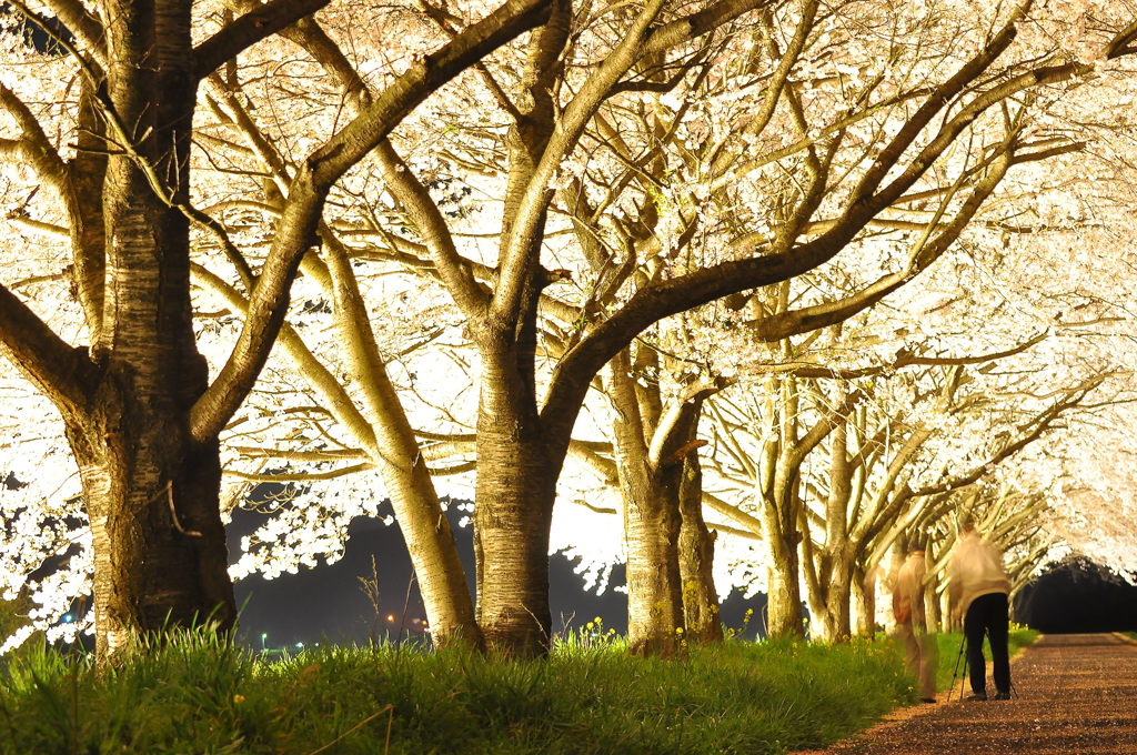 夜桜