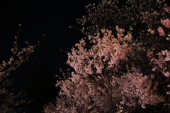 夜桜