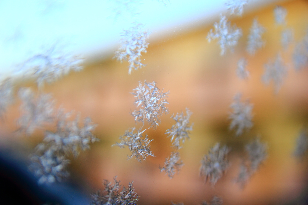 昨晩の雪