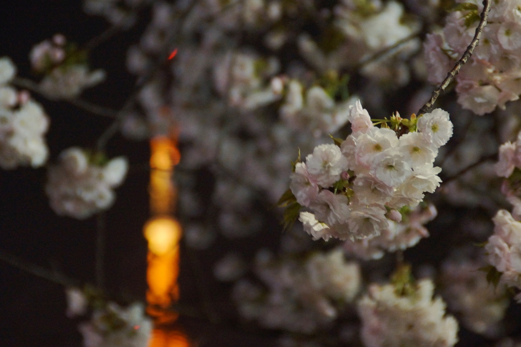 夜桜とタワー