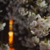夜桜とタワー