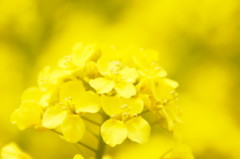 Spring Yellow