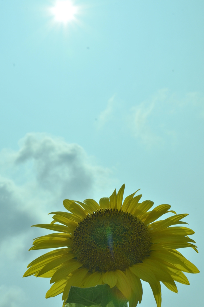 太陽生命　～向日葵～
