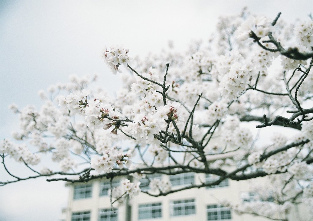 sakura ~bokou~ 