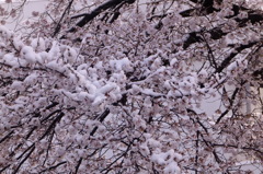 ～雪桜～