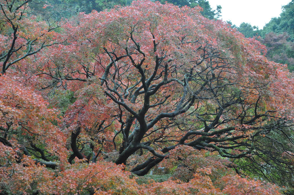 紅葉散策