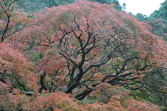 紅葉散策