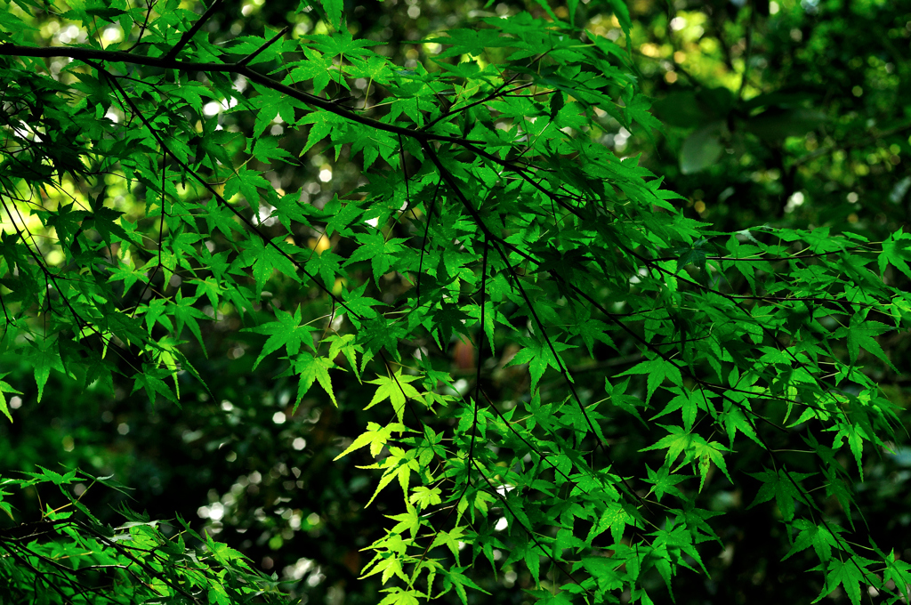 DSC_9463