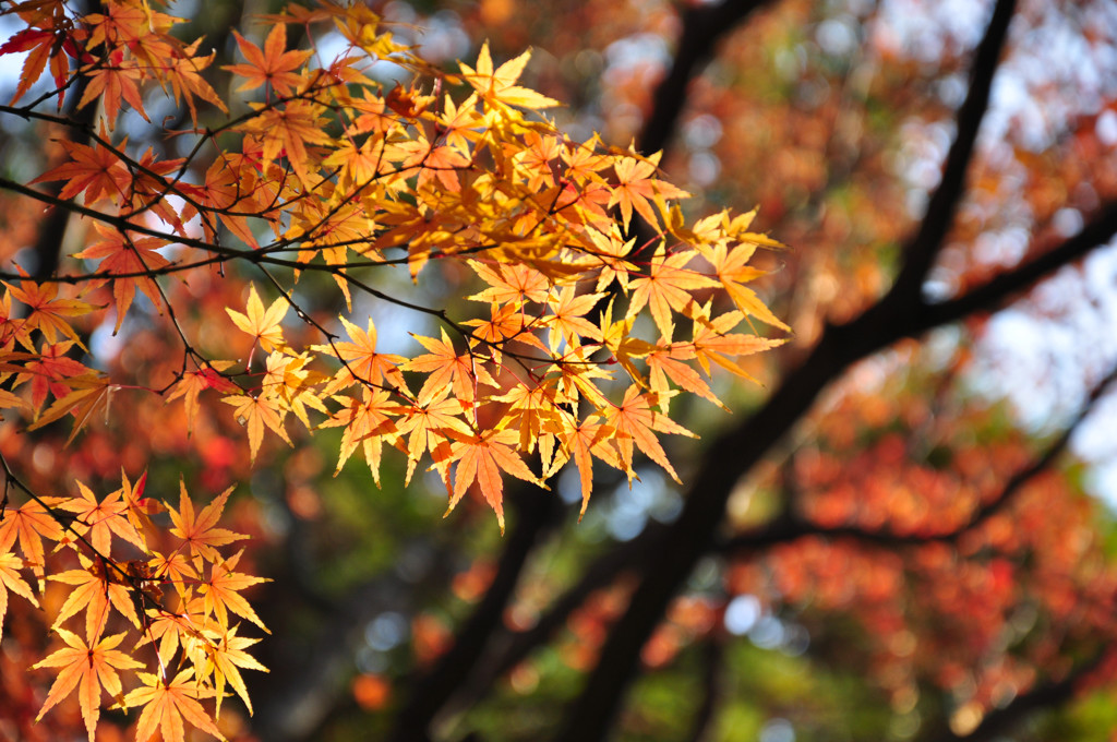 福岡の庭園