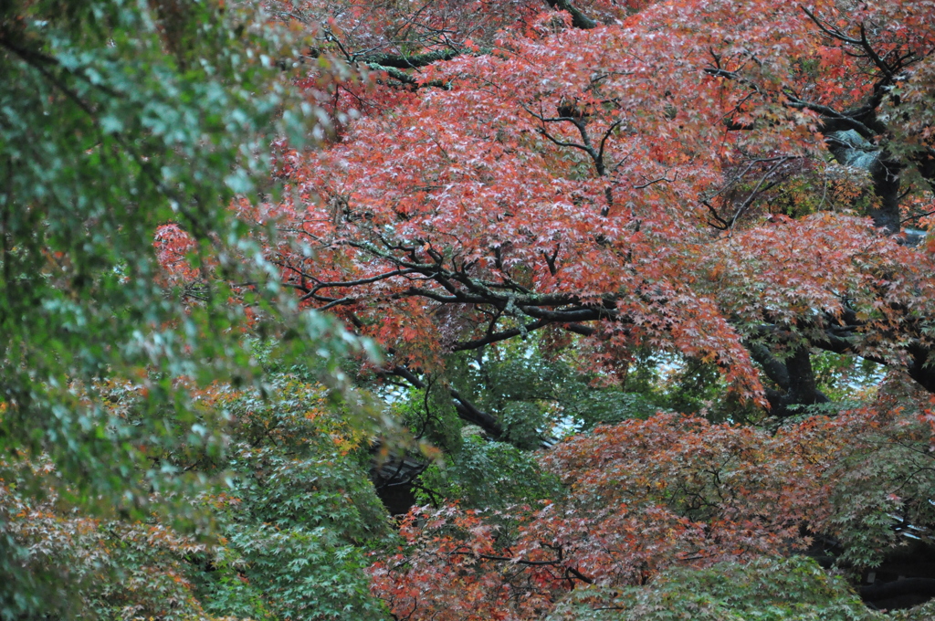 紅葉散策
