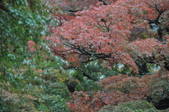 紅葉散策