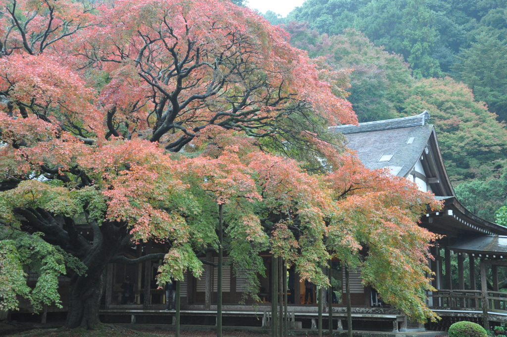紅葉散策