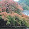 紅葉散策