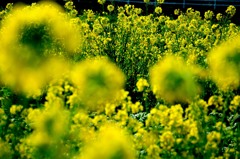 菜の花