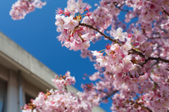 向島の蓬萊桜